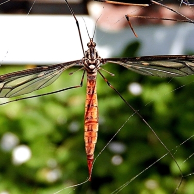 Ptilogyna sp. (genus) (A crane fly) at Crooked Corner, NSW - 6 Mar 2021 by Milly