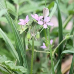 Erodium sp. (A Storksbill) at Wodonga, VIC - 7 Mar 2021 by Kyliegw