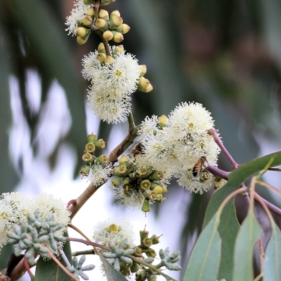 Eucalyptus nortonii (Large-flowered Bundy) at Wodonga - 7 Mar 2021 by KylieWaldon