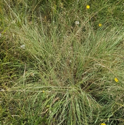 Eragrostis curvula (African Lovegrass) at Ginninderry Conservation Corridor - 8 Mar 2021 by trevorpreston