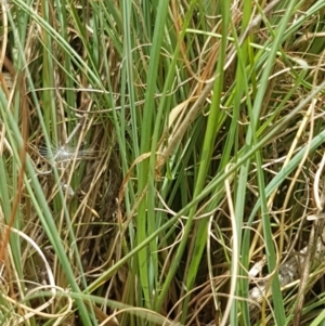 Eragrostis curvula at Holt, ACT - 8 Mar 2021