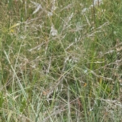 Eragrostis curvula at Holt, ACT - 8 Mar 2021