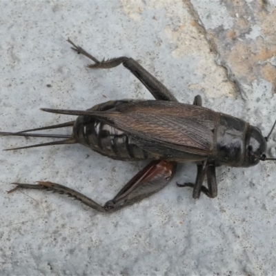 Teleogryllus commodus (Black Field Cricket) at Kambah, ACT - 7 Mar 2021 by HarveyPerkins