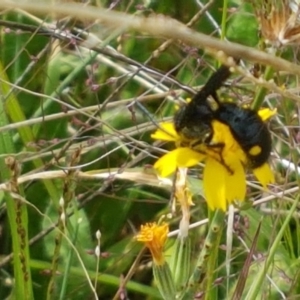 Laeviscolia frontalis at Holt, ACT - 8 Mar 2021