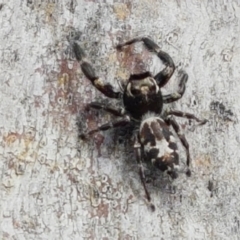 Sandalodes superbus (Ludicra Jumping Spider) at Holt, ACT - 8 Mar 2021 by tpreston