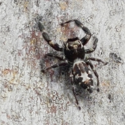 Sandalodes superbus (Ludicra Jumping Spider) at Holt, ACT - 8 Mar 2021 by tpreston