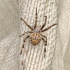 Backobourkia (genus) (An orb weaver) at Holt, ACT - 8 Mar 2021 by KMcCue