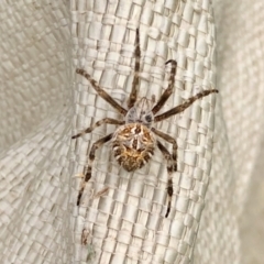 Backobourkia sp. (genus) (An orb weaver) at Holt, ACT - 7 Mar 2021 by KMcCue