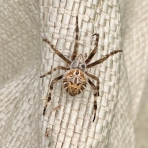 Backobourkia sp. (genus) at Holt, ACT - 8 Mar 2021