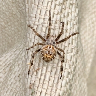 Backobourkia sp. (genus) (An orb weaver) at Holt, ACT - 7 Mar 2021 by KMcCue