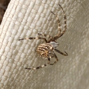 Backobourkia sp. (genus) at Holt, ACT - 8 Mar 2021