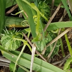 Cucumis myriocarpus (Prickly Paddy Melon) at Holt, ACT - 8 Mar 2021 by tpreston