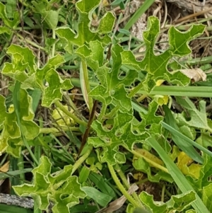 Cucumis myriocarpus at Holt, ACT - 8 Mar 2021 02:03 PM