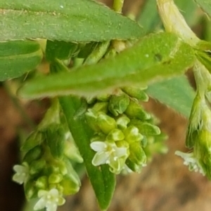 Persicaria prostrata at Holt, ACT - 8 Mar 2021