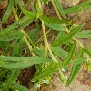 Persicaria prostrata at Holt, ACT - 8 Mar 2021