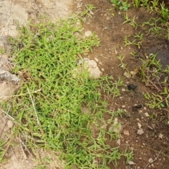 Persicaria prostrata at Holt, ACT - 8 Mar 2021