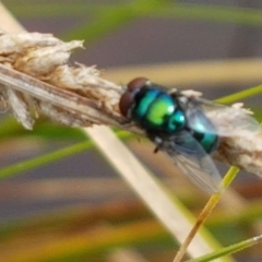 Unidentified True fly (Diptera) at Holt, ACT - 8 Mar 2021 by trevorpreston