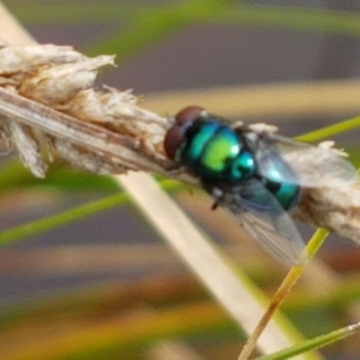 Calyptrate (subsection) (Unidentified house-flies, blow-flies and their allies) at Holt, ACT - 8 Mar 2021 by trevorpreston