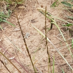 Sporobolus creber (Slender Rat's Tail Grass) at Holt, ACT - 8 Mar 2021 by tpreston