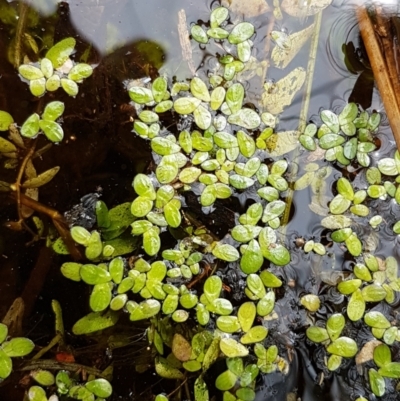 Landoltia punctata (Spotted Pondweed) at Holt, ACT - 8 Mar 2021 by tpreston