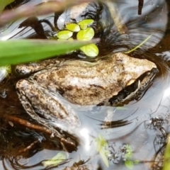 Litoria latopalmata (Broad-palmed Tree-frog) at Holt, ACT - 8 Mar 2021 by tpreston