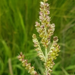 Echinochloa crus-galli at Holt, ACT - 8 Mar 2021