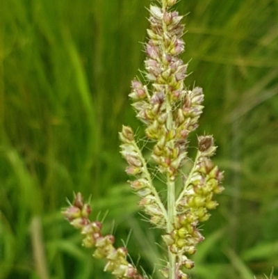 Echinochloa crus-galli (Barnyard Grass) at Holt, ACT - 8 Mar 2021 by tpreston