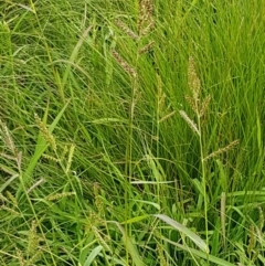 Echinochloa crus-galli at Holt, ACT - 8 Mar 2021