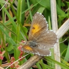 Lucia limbaria (Chequered Copper) at Holt, ACT - 8 Mar 2021 by tpreston