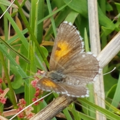 Lucia limbaria (Chequered Copper) at Holt, ACT - 8 Mar 2021 by tpreston