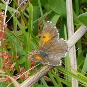 Lucia limbaria at Holt, ACT - 8 Mar 2021 01:51 PM