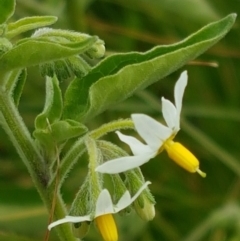Solanum chenopodioides (Whitetip Nightshade) at Holt, ACT - 8 Mar 2021 by tpreston