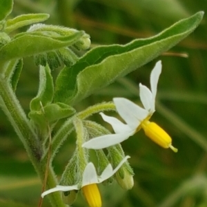 Solanum chenopodioides at Holt, ACT - 8 Mar 2021 01:50 PM