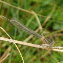 Xanthagrion erythroneurum at Holt, ACT - 8 Mar 2021