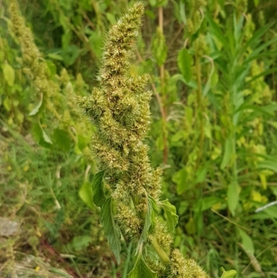 Amaranthus powellii (Powell's Amaranth) at Holt, ACT - 8 Mar 2021 by trevorpreston