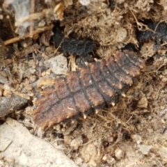 Porrostoma sp. (genus) at Holt, ACT - 8 Mar 2021