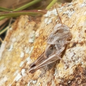 Oedaleus australis at Holt, ACT - 8 Mar 2021