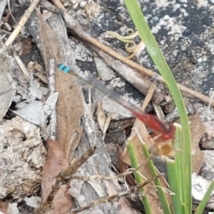 Xanthagrion erythroneurum at Holt, ACT - 8 Mar 2021