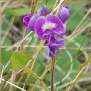 Glycine tabacina at Holt, ACT - 8 Mar 2021 01:37 PM