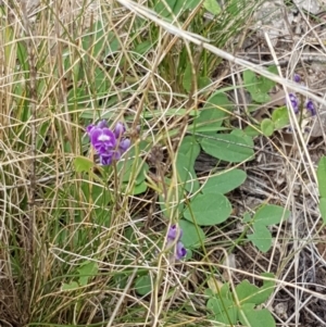 Glycine tabacina at Holt, ACT - 8 Mar 2021 01:37 PM