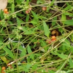 Einadia nutans subsp. nutans at Holt, ACT - 8 Mar 2021