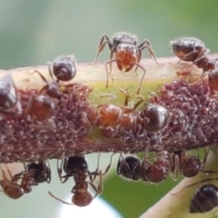 Crematogaster sp. (genus) (Acrobat ant, Cocktail ant) at Holt, ACT - 8 Mar 2021 by trevorpreston