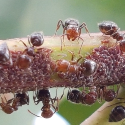 Crematogaster sp. (genus) (Acrobat ant, Cocktail ant) at Holt, ACT - 8 Mar 2021 by trevorpreston