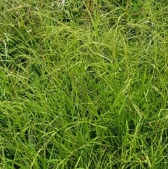 Microlaena stipoides (Weeping Grass) at Holt, ACT - 8 Mar 2021 by tpreston