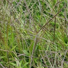 Digitaria sanguinalis (Summer Grass) at Ginninderry Conservation Corridor - 8 Mar 2021 by trevorpreston
