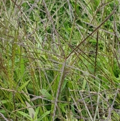 Digitaria sanguinalis (Summer Grass) at Holt, ACT - 8 Mar 2021 by tpreston