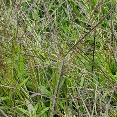 Digitaria sanguinalis (Summer Grass) at Ginninderry Conservation Corridor - 8 Mar 2021 by trevorpreston