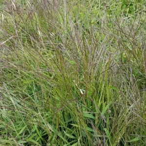 Digitaria sanguinalis at Holt, ACT - 8 Mar 2021 01:30 PM