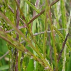 Digitaria sanguinalis at Holt, ACT - 8 Mar 2021