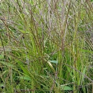 Digitaria sanguinalis at Holt, ACT - 8 Mar 2021 01:30 PM